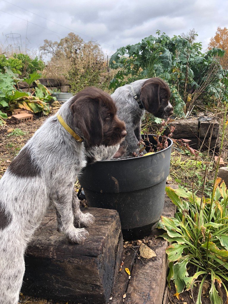 Wingville Gundogs--Wirehaired Pointing Griffons
